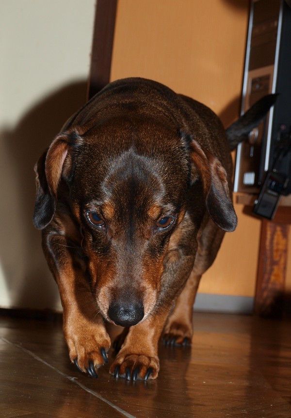 Tichá pokora..., Bruntál leden 2009