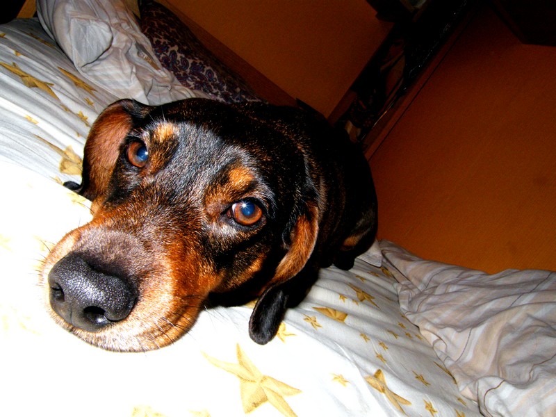 Domácí miláček..., Bruntál leden 2009