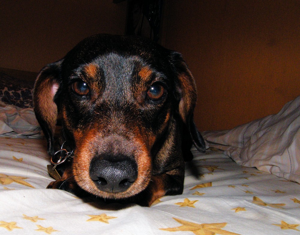 Pohled po psího nitra, Bruntál leden 2009